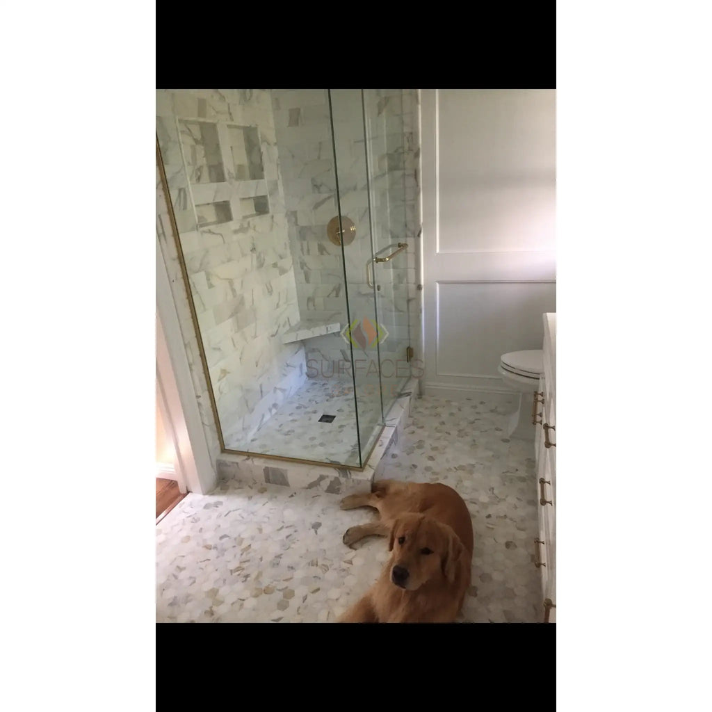 Golden Retriever dog on Calacatta Gold 5 inch Hexagon Mosaic Marble Tile