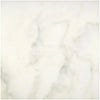 Creamy marble texture of Calacatta Oliva Marble 18X18 Tile Polished or Honed