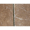 Checkerboard Ivory and Noce Travertine Tumbled 12X12 Tile Flooring Display